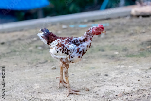 rooster in the farm