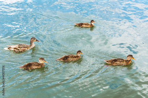 The Mallard bird in its natural habitat on the river. Razdelnaya River, Berdsk, Western Siberia photo