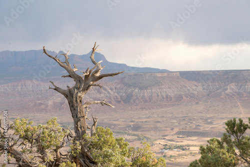 Leafless top branches of a tree with a blurry background of Hurricane Mesa in Utah