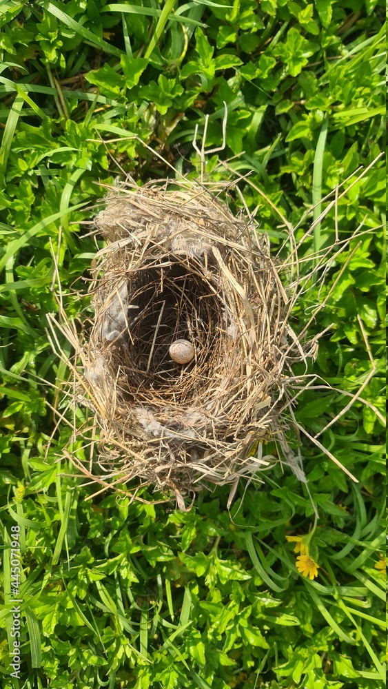 Bird's nest with one egg after falling from the tree Bird's nest with one egg after falling from the tree