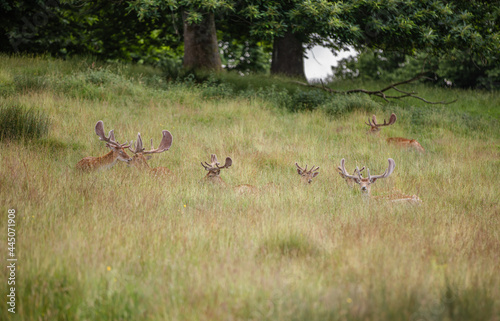 Fototapeta Naklejka Na Ścianę i Meble -  Nice shot of deer in wilderness