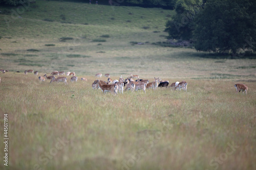 Fototapeta Naklejka Na Ścianę i Meble -  Nice shot of deer in a field