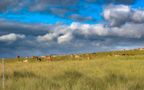 Fototapeta Naklejka Na Ścianę i Meble -  Nice shot of deer in a field