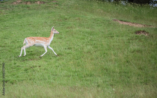Fototapeta Naklejka Na Ścianę i Meble -  Nice shot of a young deer in a green field