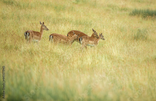 Fototapeta Naklejka Na Ścianę i Meble -  Nice shot of deer in wilderness