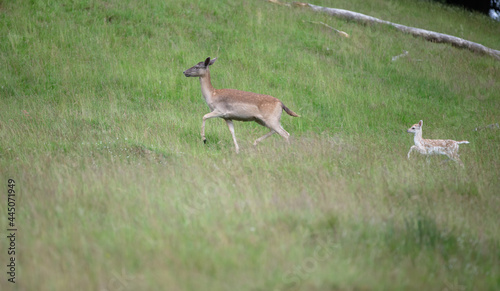 Fototapeta Naklejka Na Ścianę i Meble -  Nice shot of deer in wilderness