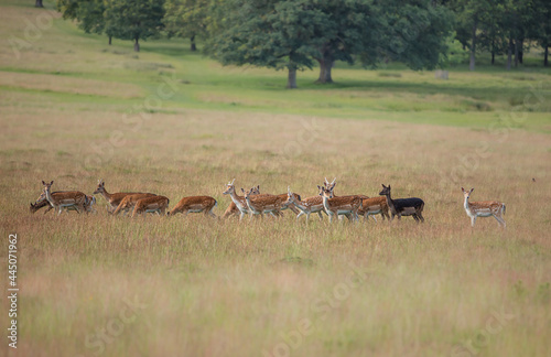 Fototapeta Naklejka Na Ścianę i Meble -  Nice shot of deer in wilderness