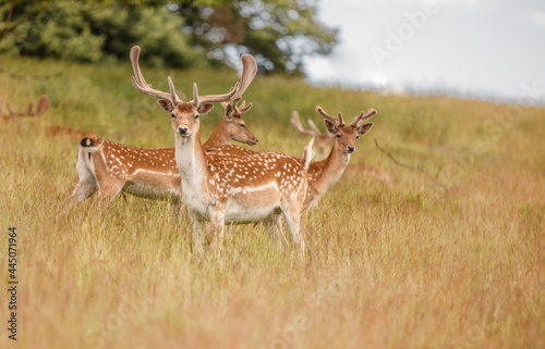 Fototapeta Naklejka Na Ścianę i Meble -  Nice shot of deer in wilderness