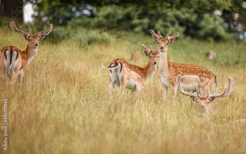 Fototapeta Naklejka Na Ścianę i Meble -  Nice shot of deer in wilderness