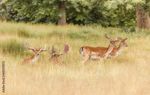 Fototapeta Naklejka Na Ścianę i Meble -  Nice shot of deer in wilderness