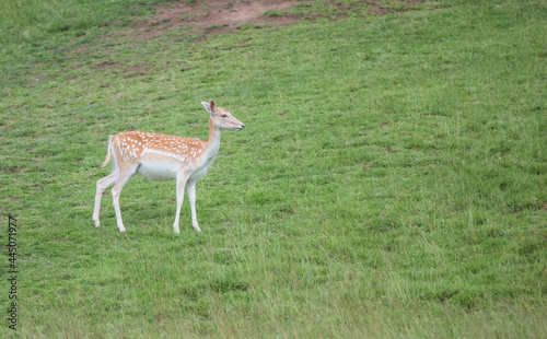 Fototapeta Naklejka Na Ścianę i Meble -  Nice shot of a young deer in wilderness