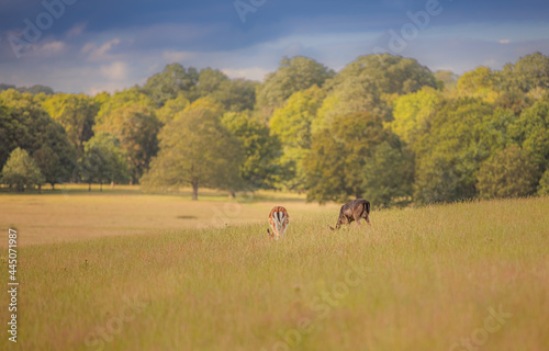Fototapeta Naklejka Na Ścianę i Meble -  Nice shot of deer in wilderness