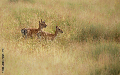 Fototapeta Naklejka Na Ścianę i Meble -  Nice shot of deer in wilderness