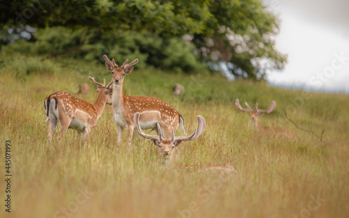 Fototapeta Naklejka Na Ścianę i Meble -  Nice shot of deer in wilderness