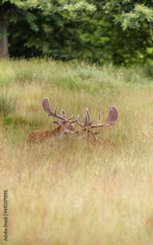 Fototapeta Naklejka Na Ścianę i Meble -  Nice shot of deer in wilderness