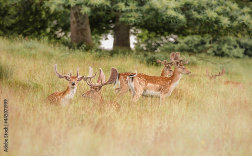 Fototapeta Naklejka Na Ścianę i Meble -  Nice shot of deer in wilderness