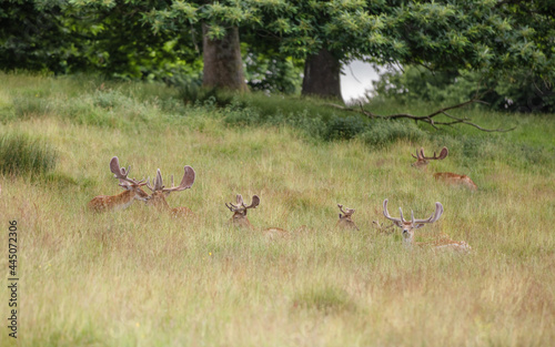 Fototapeta Naklejka Na Ścianę i Meble -  Shot of deer in a field