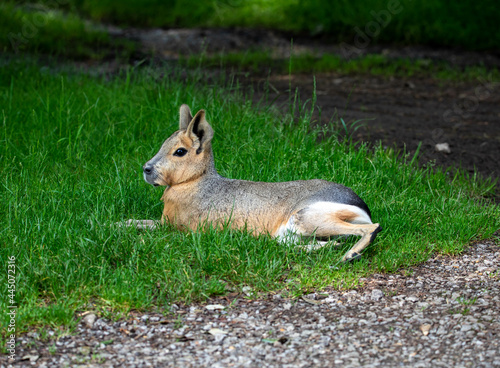 Chacoan mara, large South American rodent. ZSL Whipsnade Zoo, Bedfordshire, England. photo