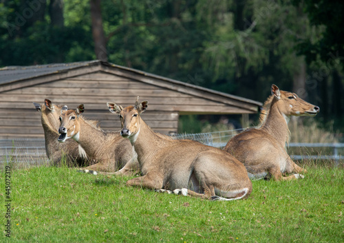 Group of Boselaphus tragocamelus, also known as nilgai. ZSL Whipsnade Zoo, Bedfordshire, England. photo