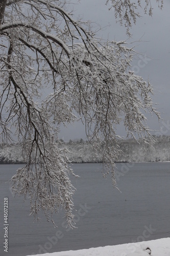 cold and snowy winter tree branches on the water