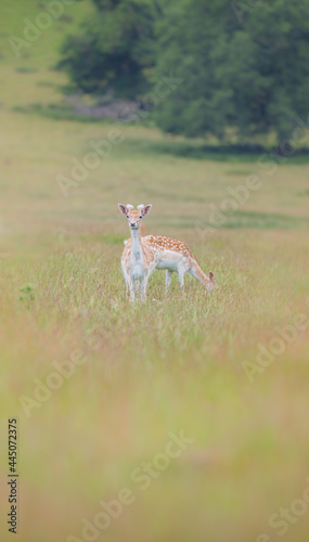 Fototapeta Naklejka Na Ścianę i Meble -  Shot of deer in a field