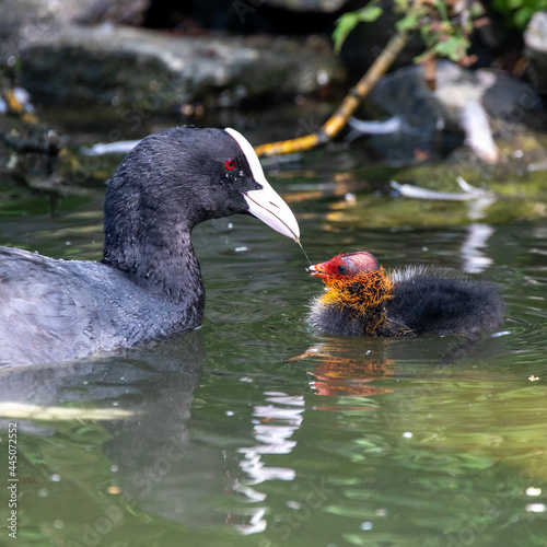 Closeup of a Eurasian coot with a chick. ZSL Whipsnade Zoo, Bedfordshire, England. photo