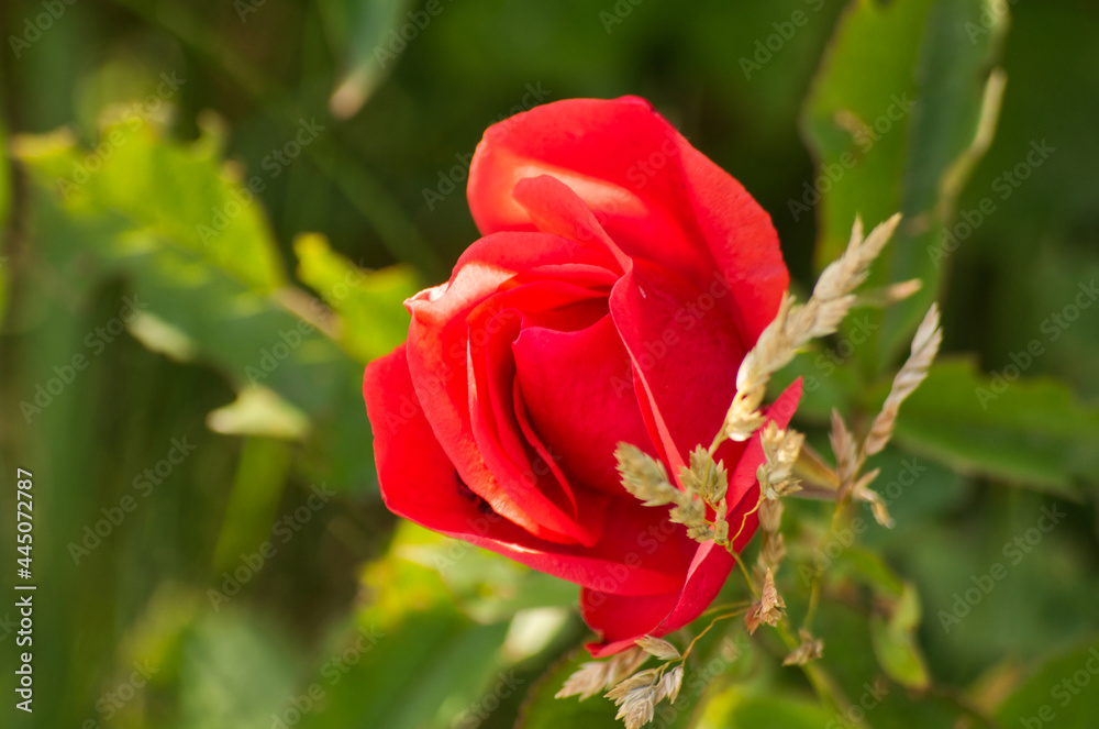 A Red Rose Blooming in the Garden