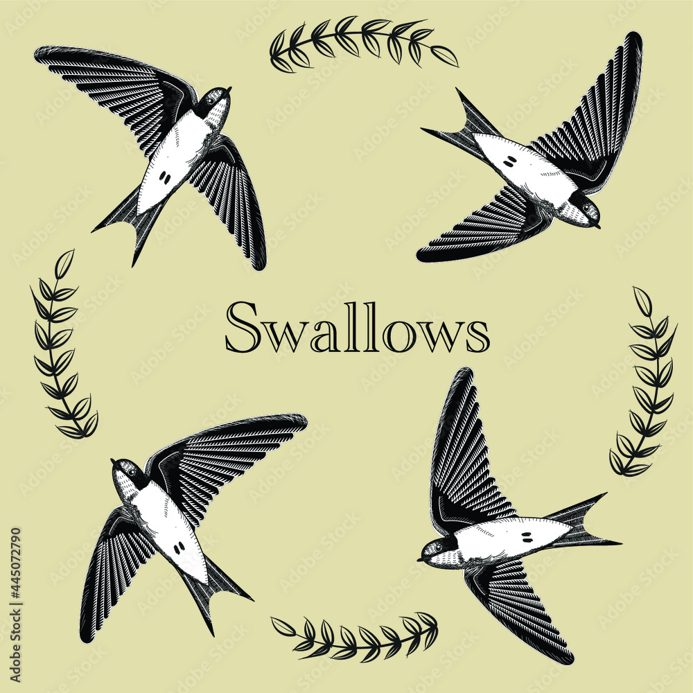 Obraz premium bird pencil sketch drawing swallows flying vintage art illustration