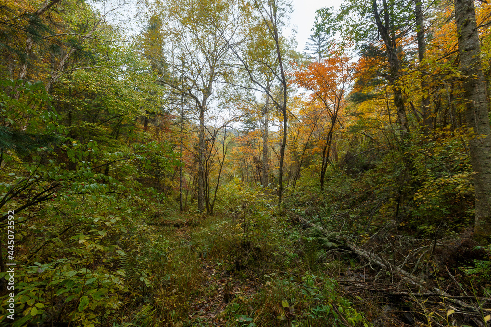 Sikhote-Alin Biosphere Reserve. Far Eastern autumn taiga. Dense impassable autumn forest.
