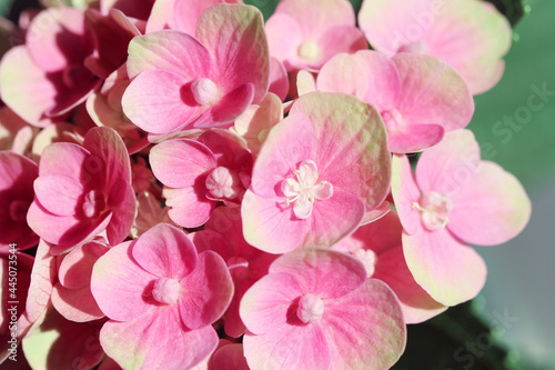 pink Hydrangea flowers © Jessica