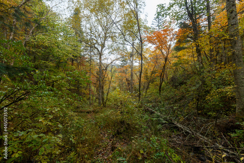 Sikhote-Alin Biosphere Reserve. Far Eastern autumn taiga. Dense impassable autumn forest.