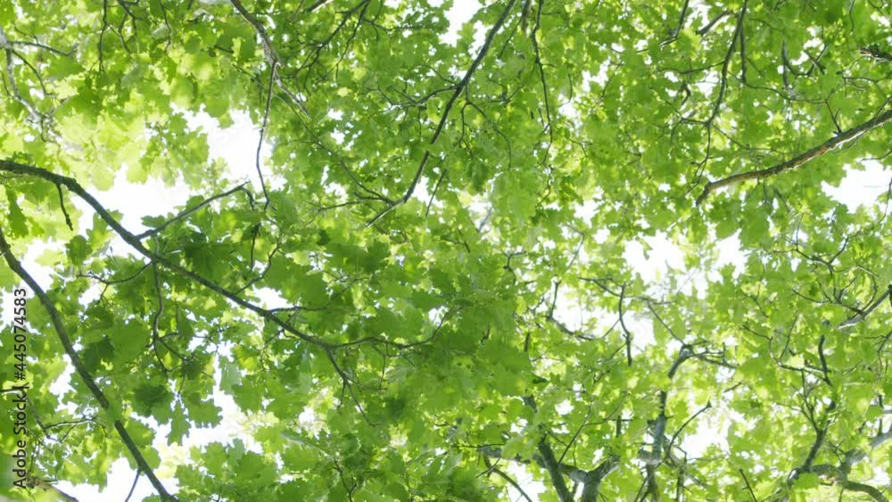 Beautiful sun shine through blowing on wind tree green leaves. Nature spring our summer season. Beautiful sun shine through blowing on wind tree green leaves. Nature spring our summer season.