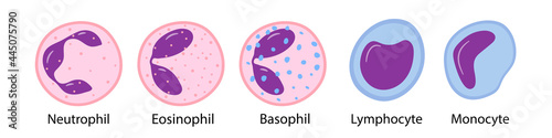 Vector illustration of monocytes, lymphocytes, eosinophils, neutrophils, basophils. White blood cells. vector illustration in cartoon style photo