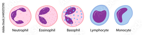 Vector illustration of monocytes, lymphocytes, eosinophils, neutrophils, basophils. White blood cells. vector illustration in cartoon style