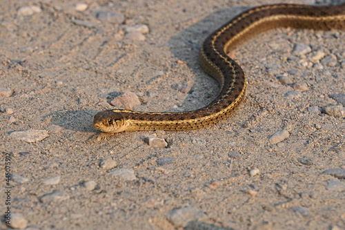 common garter snake on dirt road