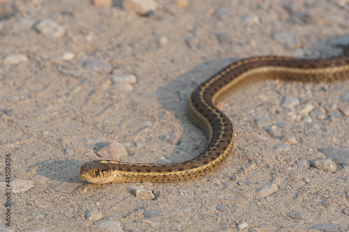 common garter snake on dirt road photo