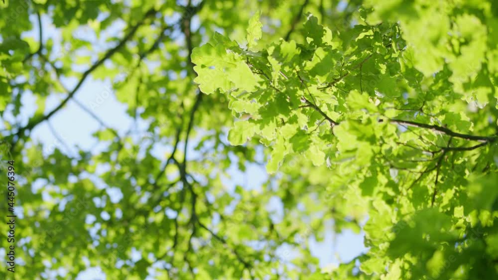 Sun light shine through green tree in morning day. Growing fresh green plant. Sun light shine through green tree in morning day. Growing fresh green plant.
