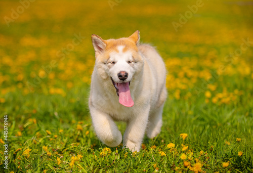 A cute fluffy puppy of the red Alaskan Malamute breed runs in the park against the background of yellow dandelions.