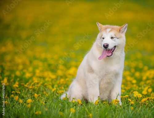 A red-colored Alaskan Malamute puppy sits on a field of yellow dandelions. Place for text