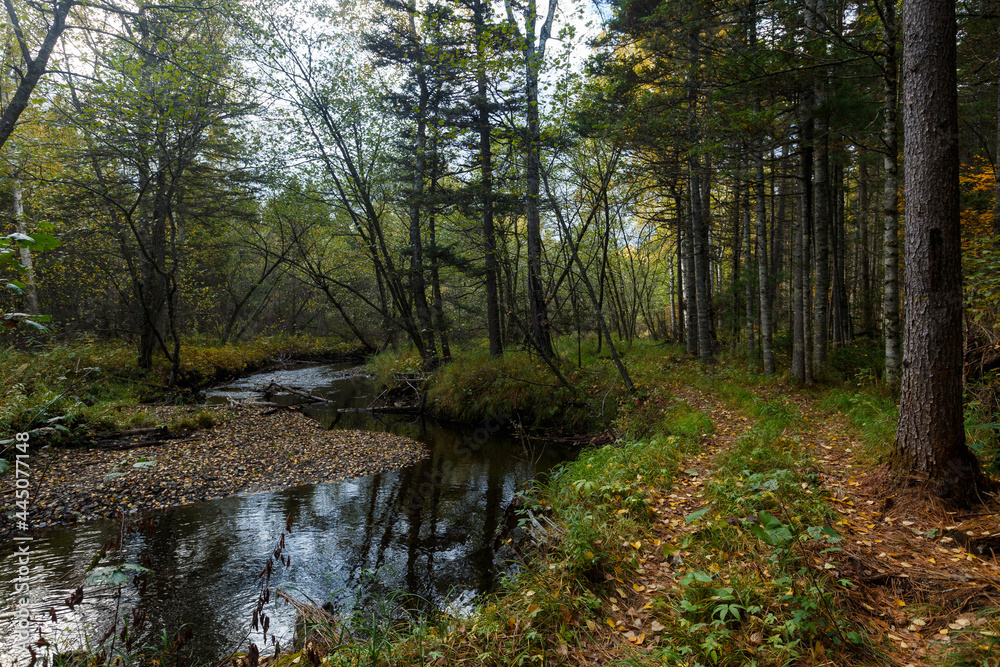 Sikhote-Alin Biosphere Reserve. Far Eastern autumn taiga. Ecological hiking trail in a dense autumn forest. Sikhote-Alin Biosphere Reserve. Far Eastern autumn taiga. Ecological hiking trail in a dense autumn forest.