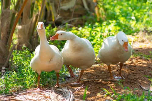 Mallard duck