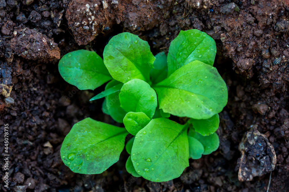 young plant of Lettuce (Lactuca sativa) young plant of Lettuce (Lactuca sativa)