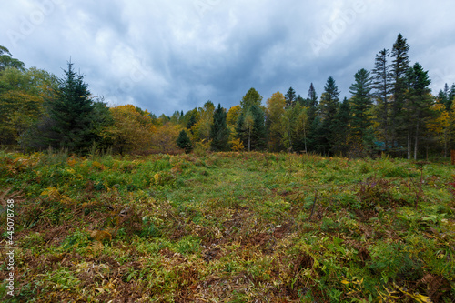 Fototapeta Naklejka Na Ścianę i Meble -  Sikhote-Alin Biosphere Reserve. Far Eastern autumn taiga. A large glade in a dense forest in cloudy weather.