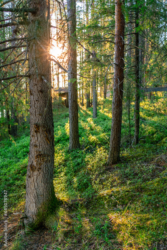 Fototapeta premium The sun is peeping out from behind the trees. Summer evening landscape of taiga with pines and birches. Romantic mood.