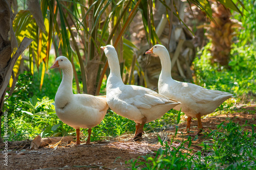 Mallard duck