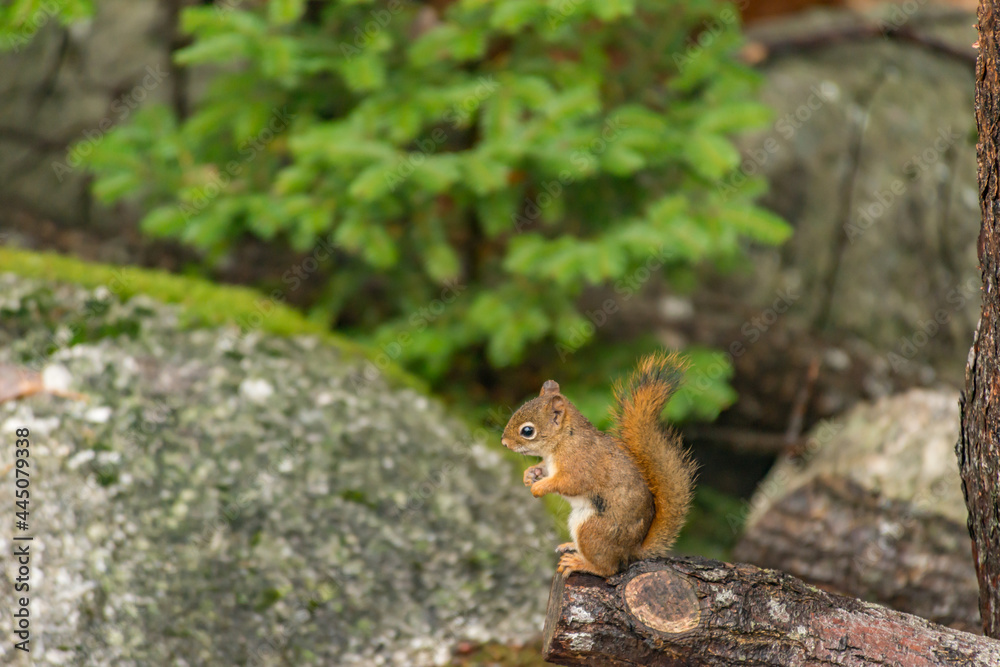 Pensive Little Red Squirrel on a Log Pensive Little Red Squirrel on a Log