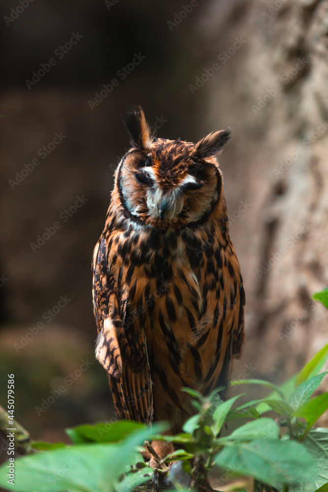 Obraz premium Stygian owl (Asio stygius)