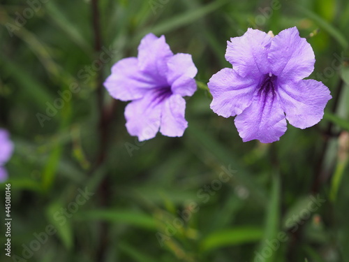 Waterkanon, Watrakanu, Minnieroot, Iron root, Feverroot, Popping pod, Cracker plant, Trai-no, Toi ting Britton’s Wild, Mexican Bluebell, Petunia violet flower blooming in garden on nature background