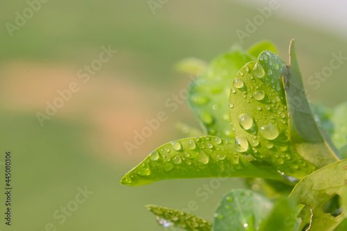 Raindrops on the green leaves with copyspace
