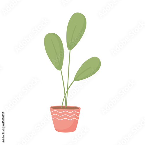 pot plant decoration